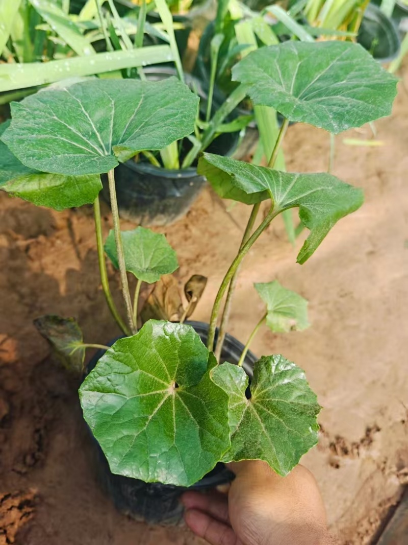 吴风草无风草大叶吴风草基地常年销售各种绿化苗木