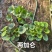 吴风草无风草大叶吴风草基地常年销售各种绿化苗木