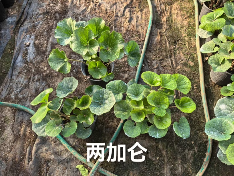 吴风草无风草大叶吴风草基地常年销售各种绿化苗木