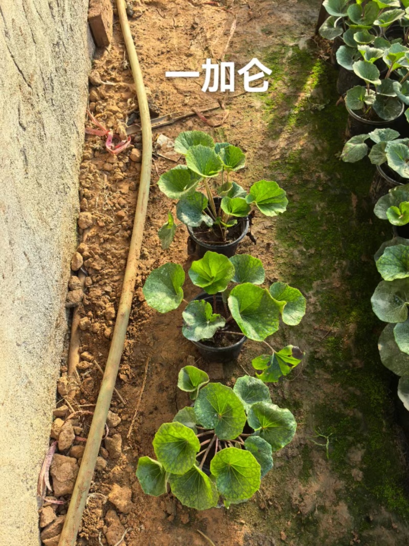 吴风草无风草大叶吴风草基地常年销售各种绿化苗木