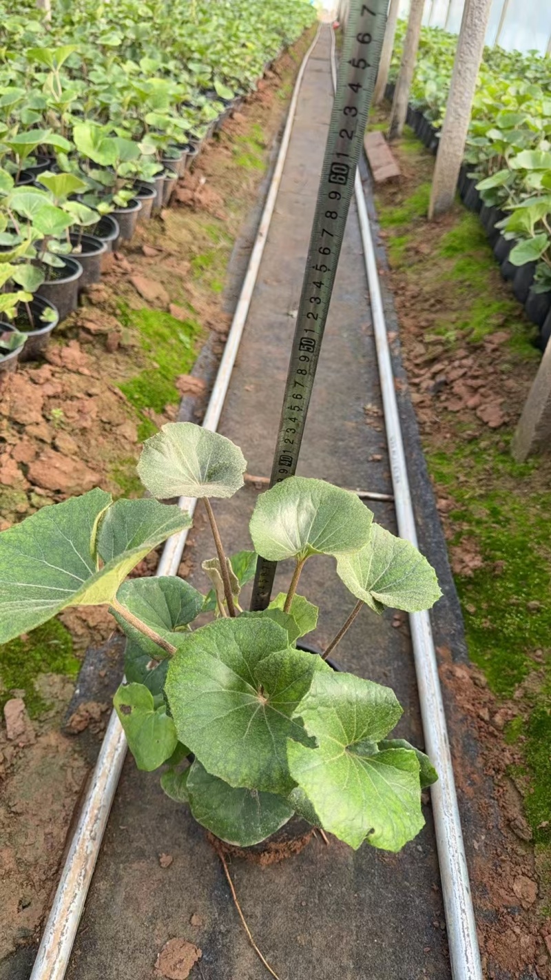 吴风草无风草大叶吴风草基地常年销售各种绿化苗木