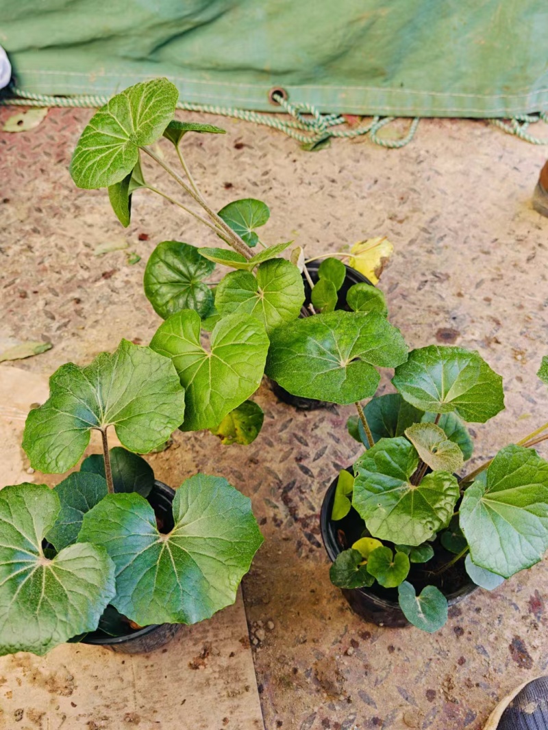 吴风草无风草大叶吴风草基地常年销售各种绿化苗木