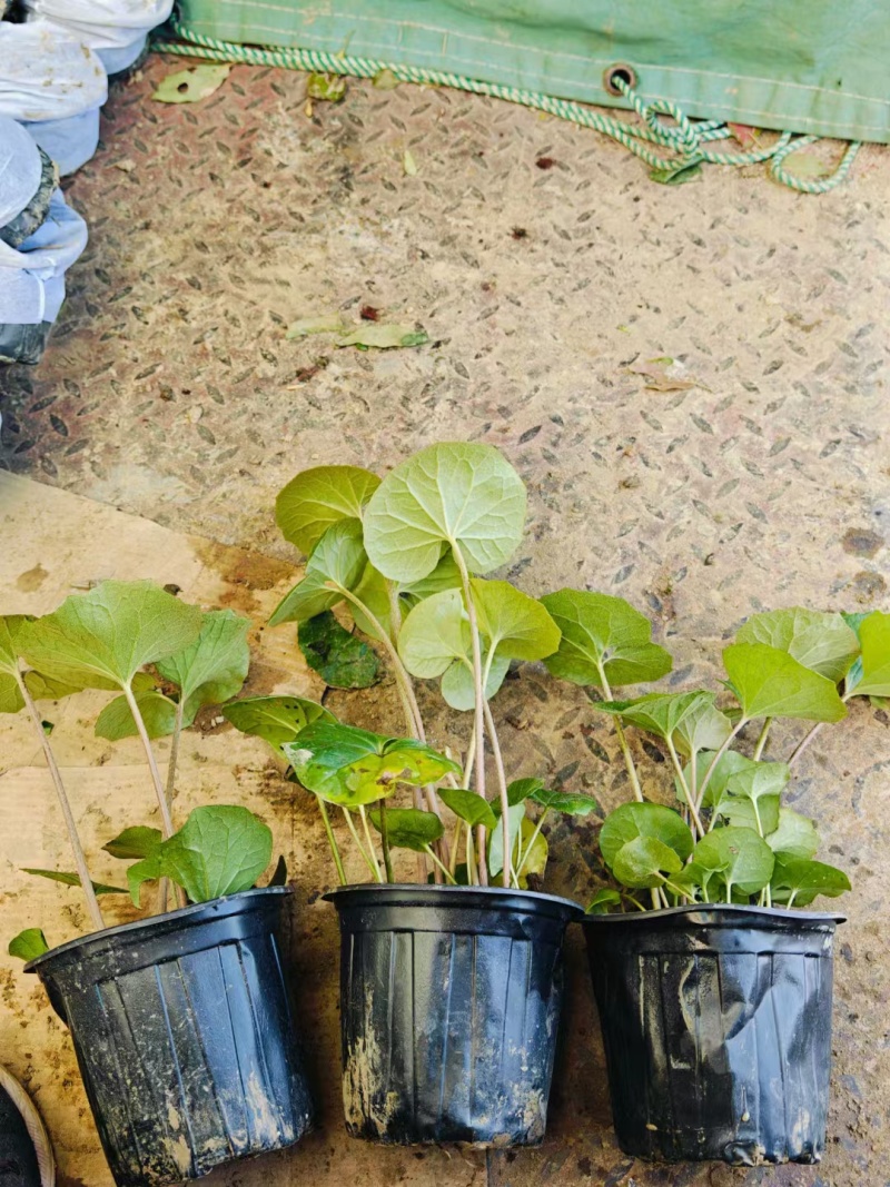 吴风草无风草大叶吴风草基地常年销售各种绿化苗木