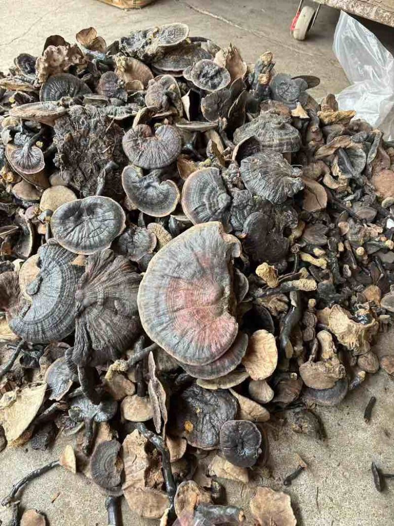 贵州深山野生紫灵芝保证野生货一手货源欢迎咨询