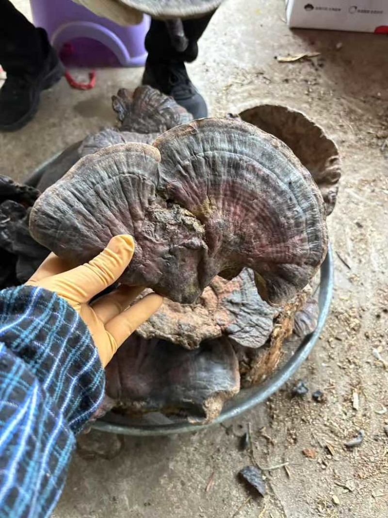 贵州深山野生紫灵芝保证野生货一手货源欢迎咨询