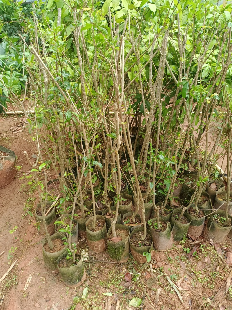 软籽石榴苗，大果品种，营养杯苗带土带叶发货