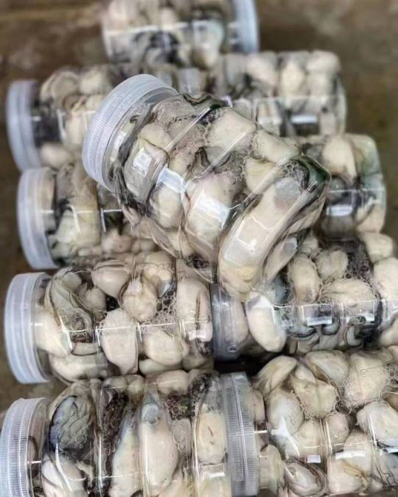 潮州蚝一元地摊生蚝批发半壳加工