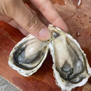 潮州蚝一元地摊生蚝批发半壳加工