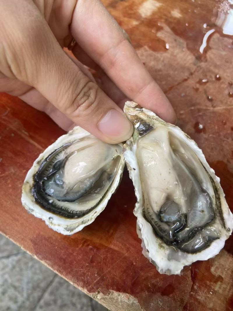 潮州蚝一元地摊生蚝批发半壳加工