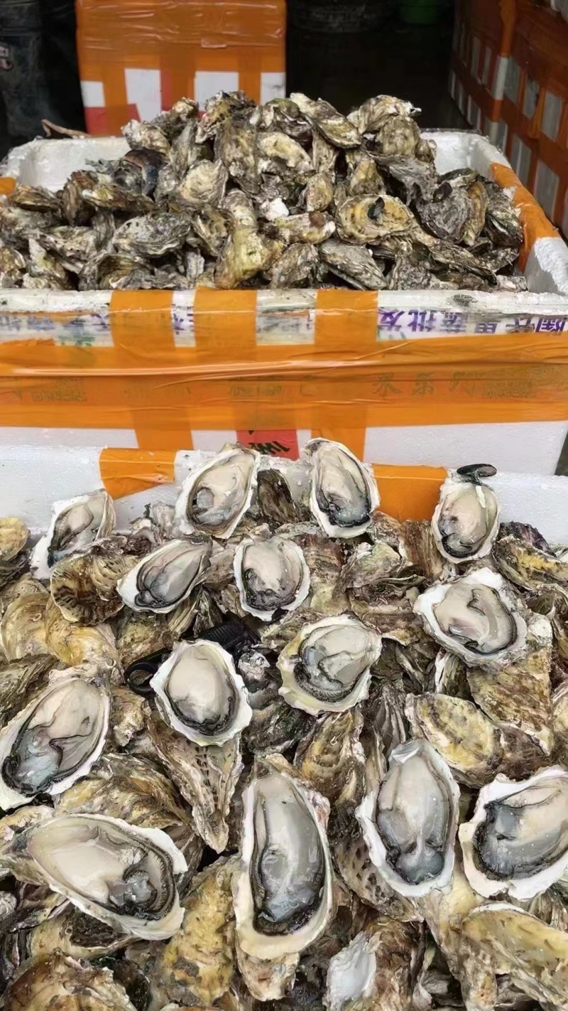 潮州蚝一元地摊生蚝批发半壳加工