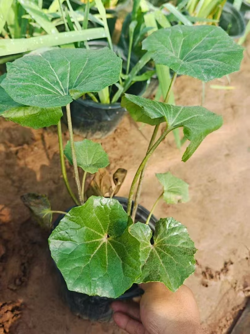 吴风草无风草大叶吴风草基地常年销售各种绿化苗木