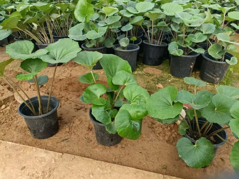 吴风草无风草大叶吴风草基地常年销售各种绿化苗木