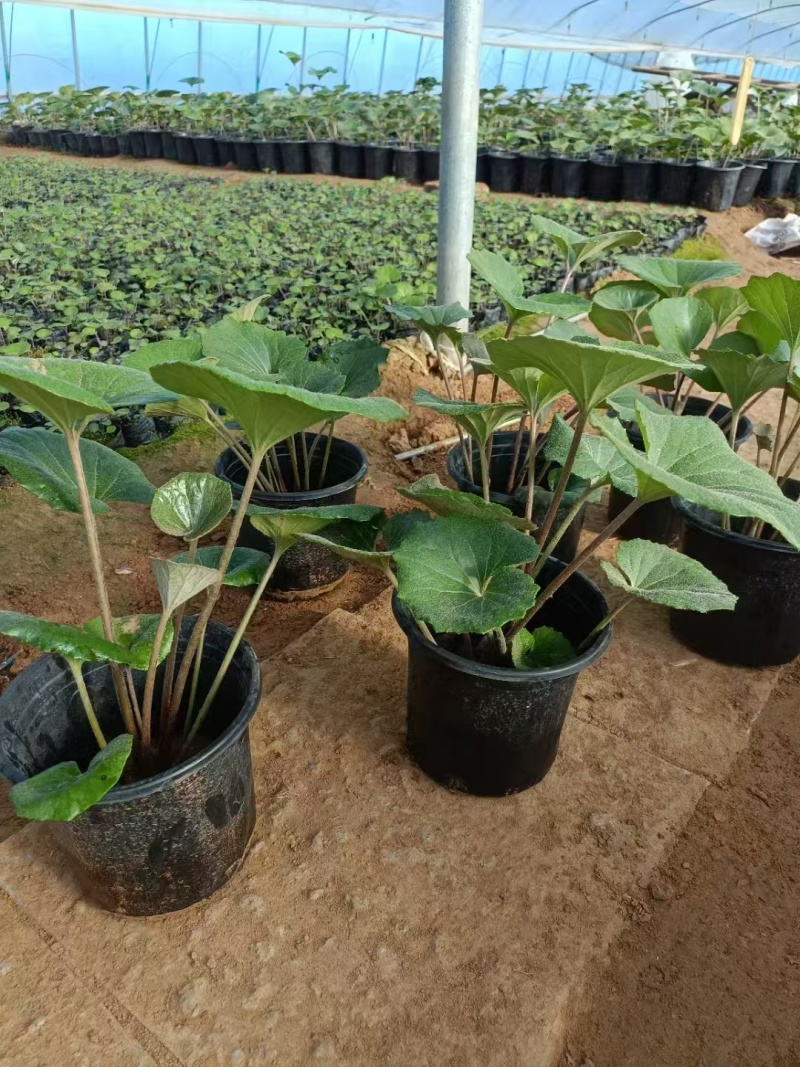 吴风草无风草大叶吴风草基地常年销售各种绿化苗木