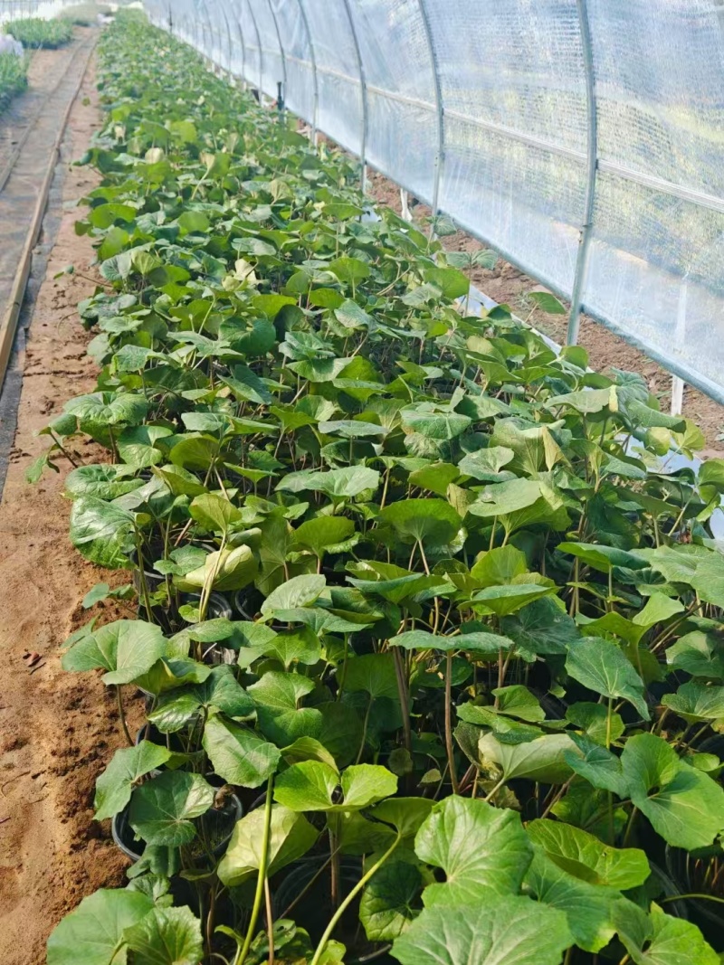 吴风草无风草大叶吴风草基地常年销售各种绿化苗木