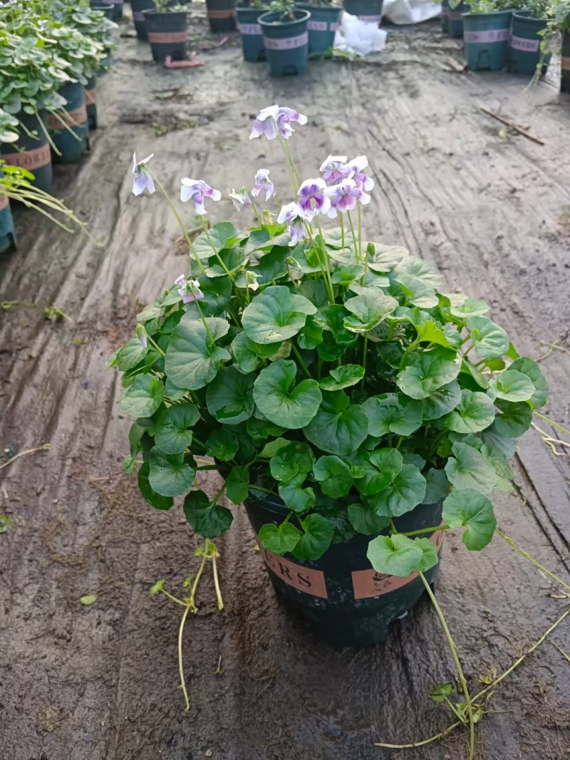 熊猫堇熊猫瑾基地常年销售各种绿化苗木。