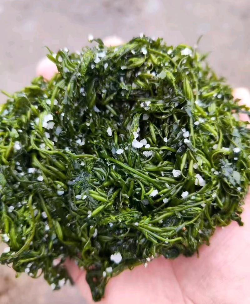 山东荣城东塘鞭炮笋（长寿菜）对接电商批发货量充足自有生产