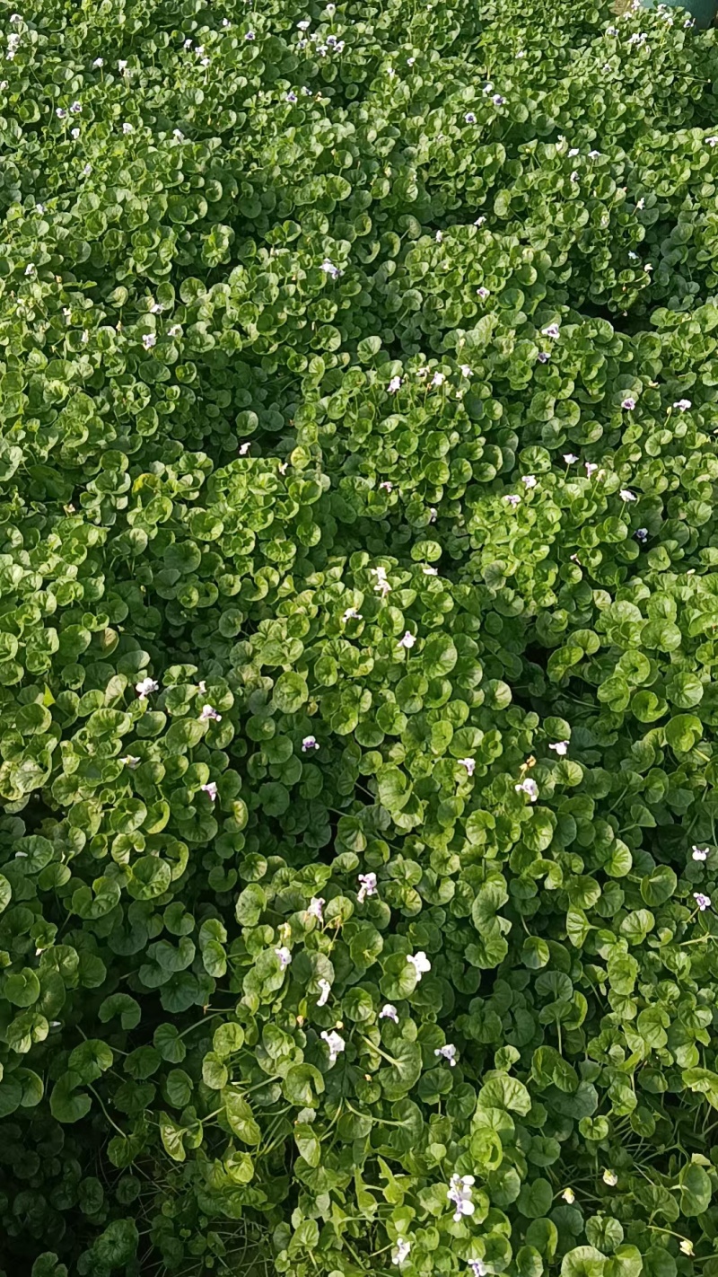 熊猫堇熊猫瑾基地常年销售各种绿化苗木。