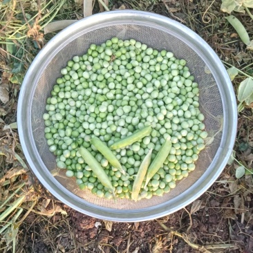 生碗豆夹出售