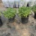 芙蓉菊基地常年销售各种绿化苗木。