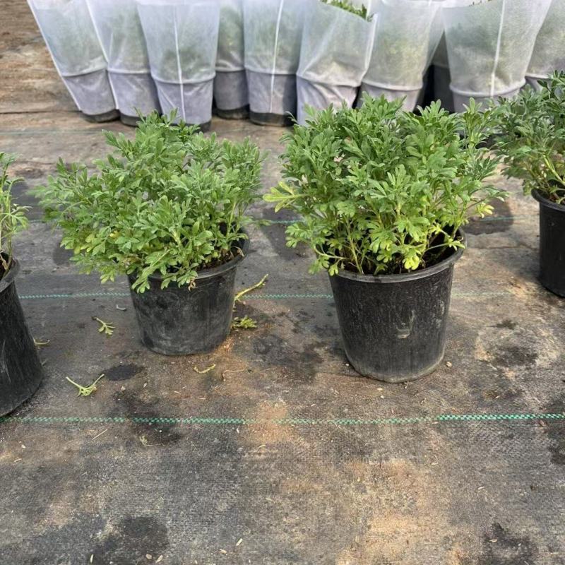 芙蓉菊基地常年销售各种绿化苗木。