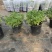 芙蓉菊基地常年销售各种绿化苗木。