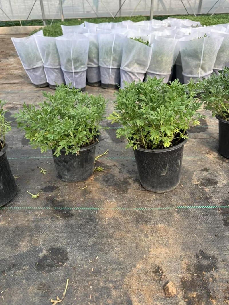 芙蓉菊基地常年销售各种绿化苗木。
