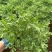 芙蓉菊基地常年销售各种绿化苗木。