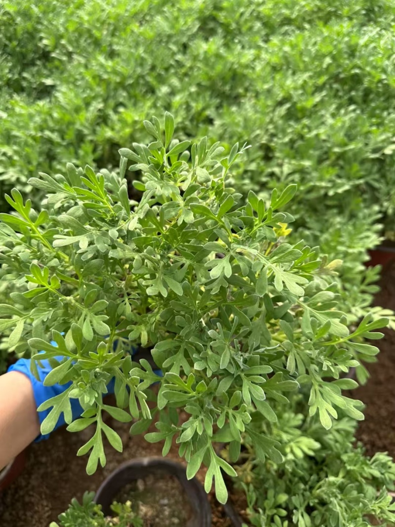 芙蓉菊基地常年销售各种绿化苗木。