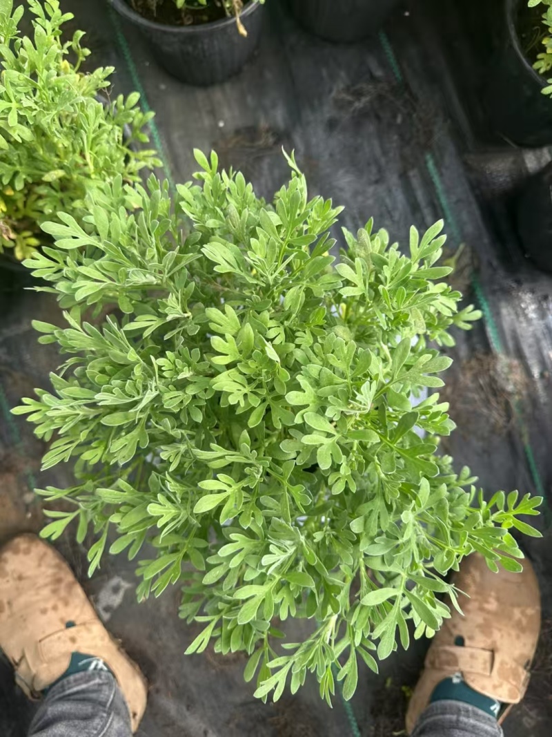 芙蓉菊基地常年销售各种绿化苗木。