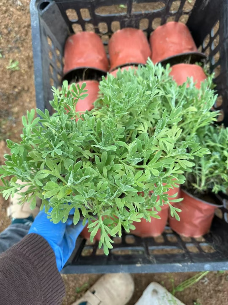 芙蓉菊基地常年销售各种绿化苗木。