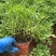 芙蓉菊基地常年销售各种绿化苗木。