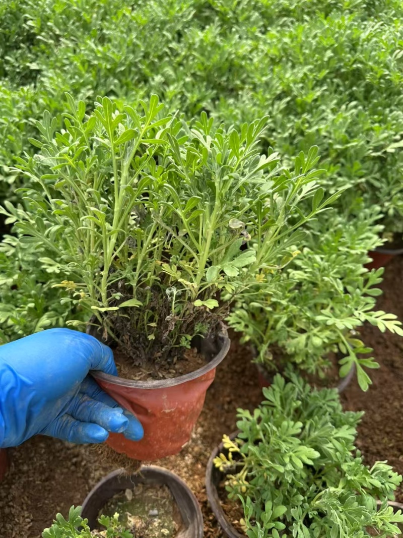 芙蓉菊基地常年销售各种绿化苗木。