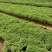 芙蓉菊基地常年销售各种绿化苗木。