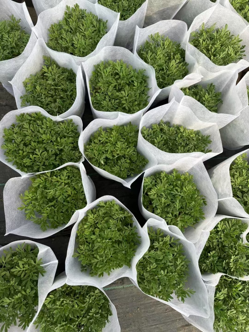 芙蓉菊基地常年销售各种绿化苗木。