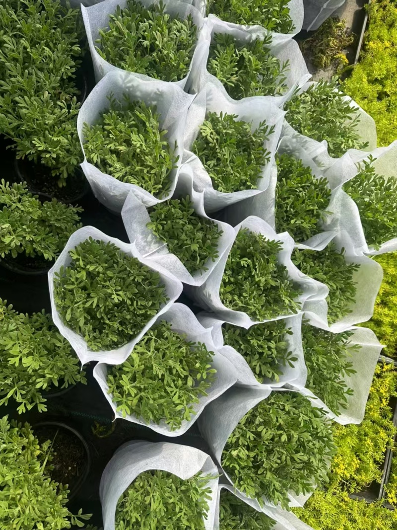 芙蓉菊基地常年销售各种绿化苗木。