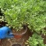 芙蓉菊基地常年销售各种绿化苗木。
