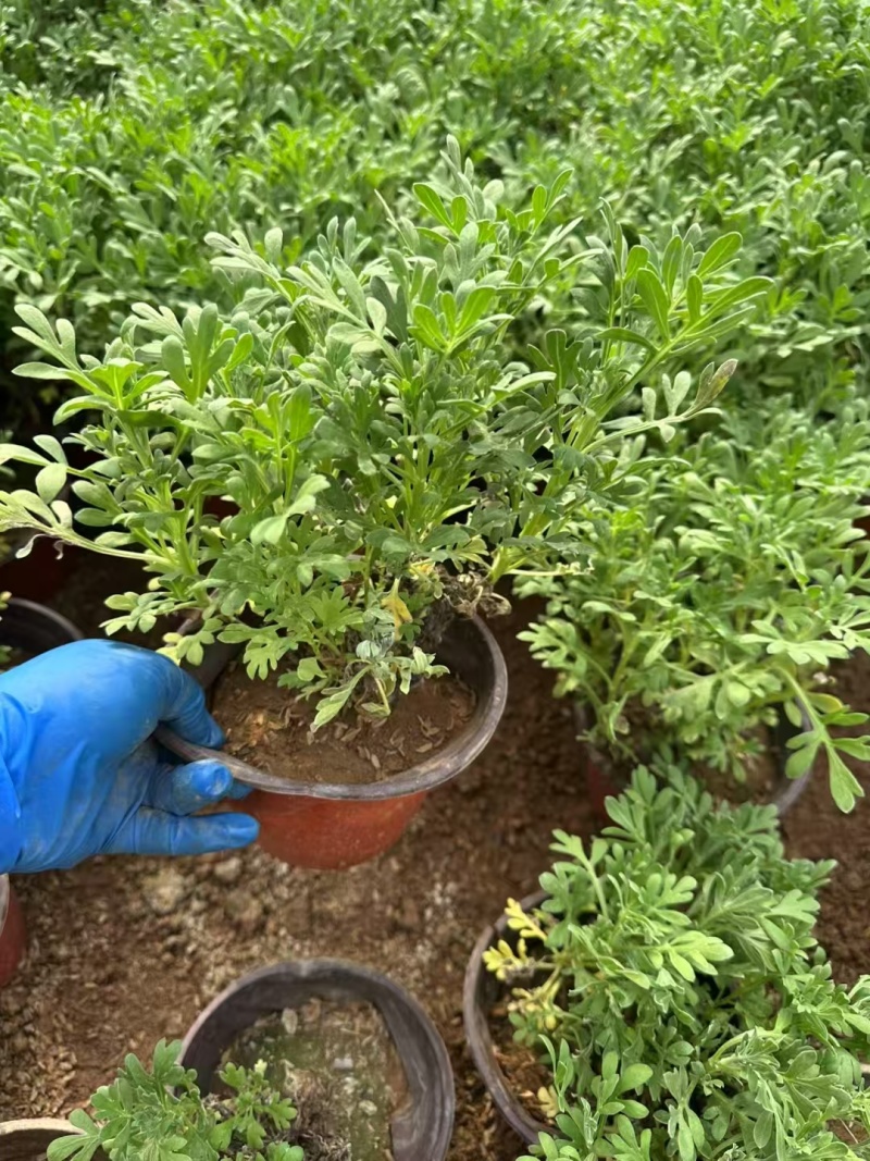 芙蓉菊基地常年销售各种绿化苗木。