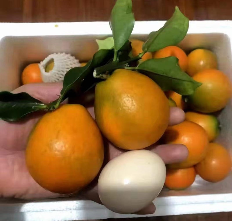 脆蜜金桔苗大果子品种，嫁接苗，营养杯苗带土带叶发货的