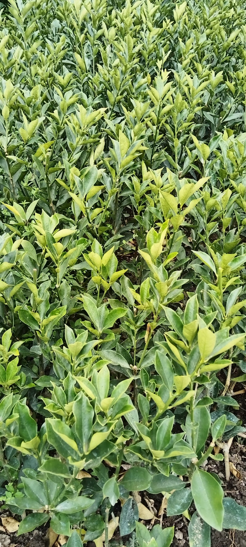 脆蜜金桔苗大果子品种，嫁接苗，营养杯苗带土带叶发货的