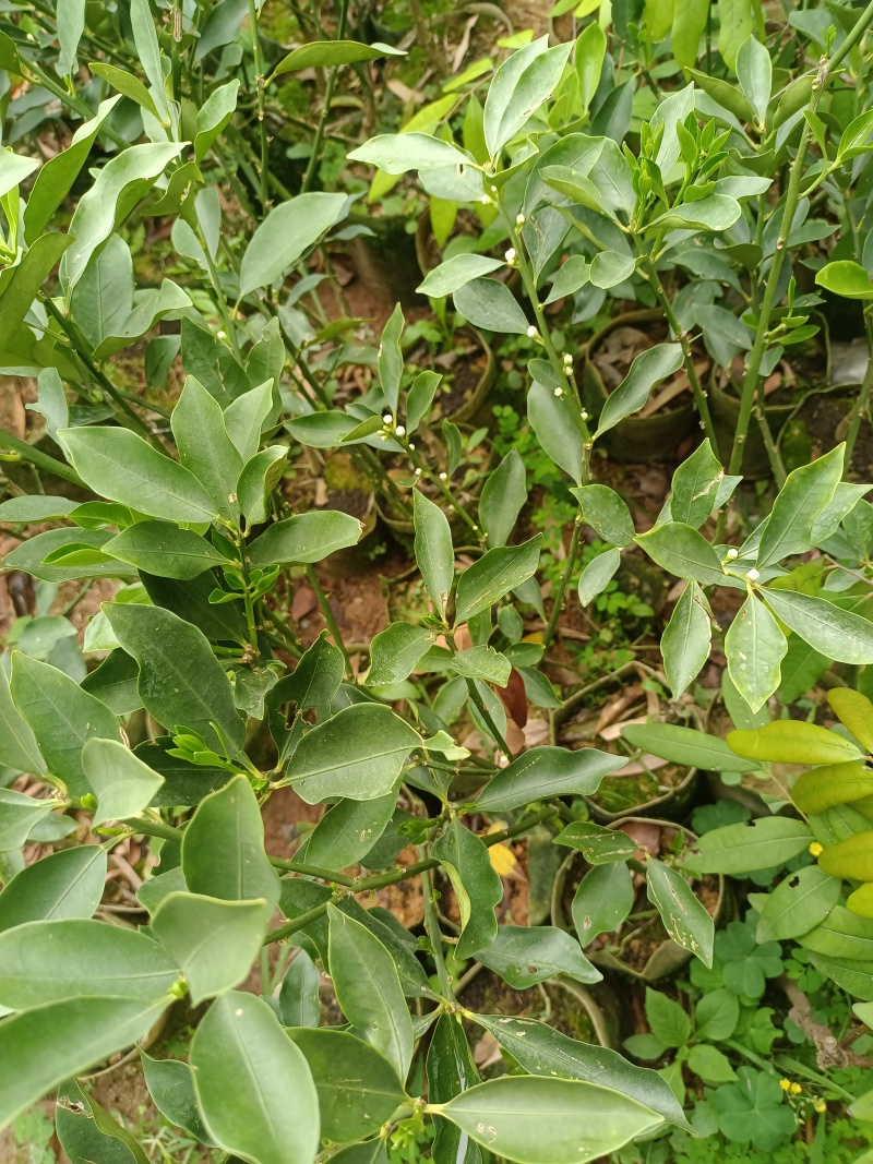 脆蜜金桔苗大果子品种，嫁接苗，营养杯苗带土带叶发货的