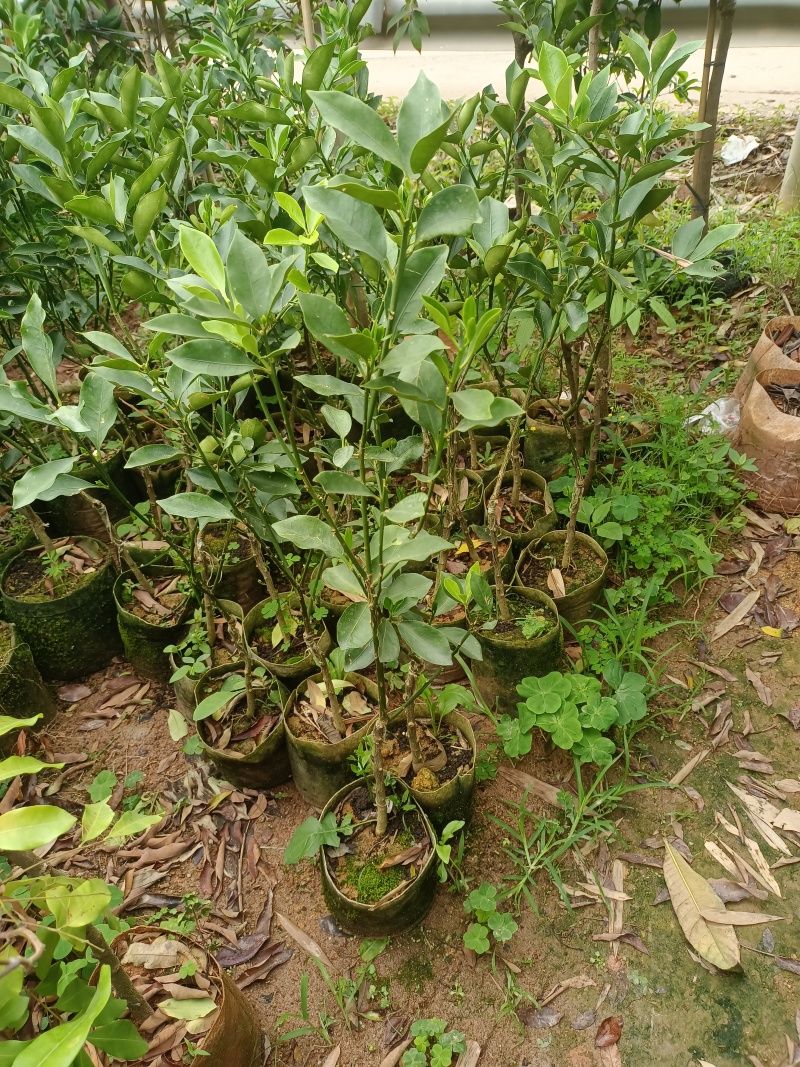 脆蜜金桔苗大果子品种，嫁接苗，营养杯苗带土带叶发货的