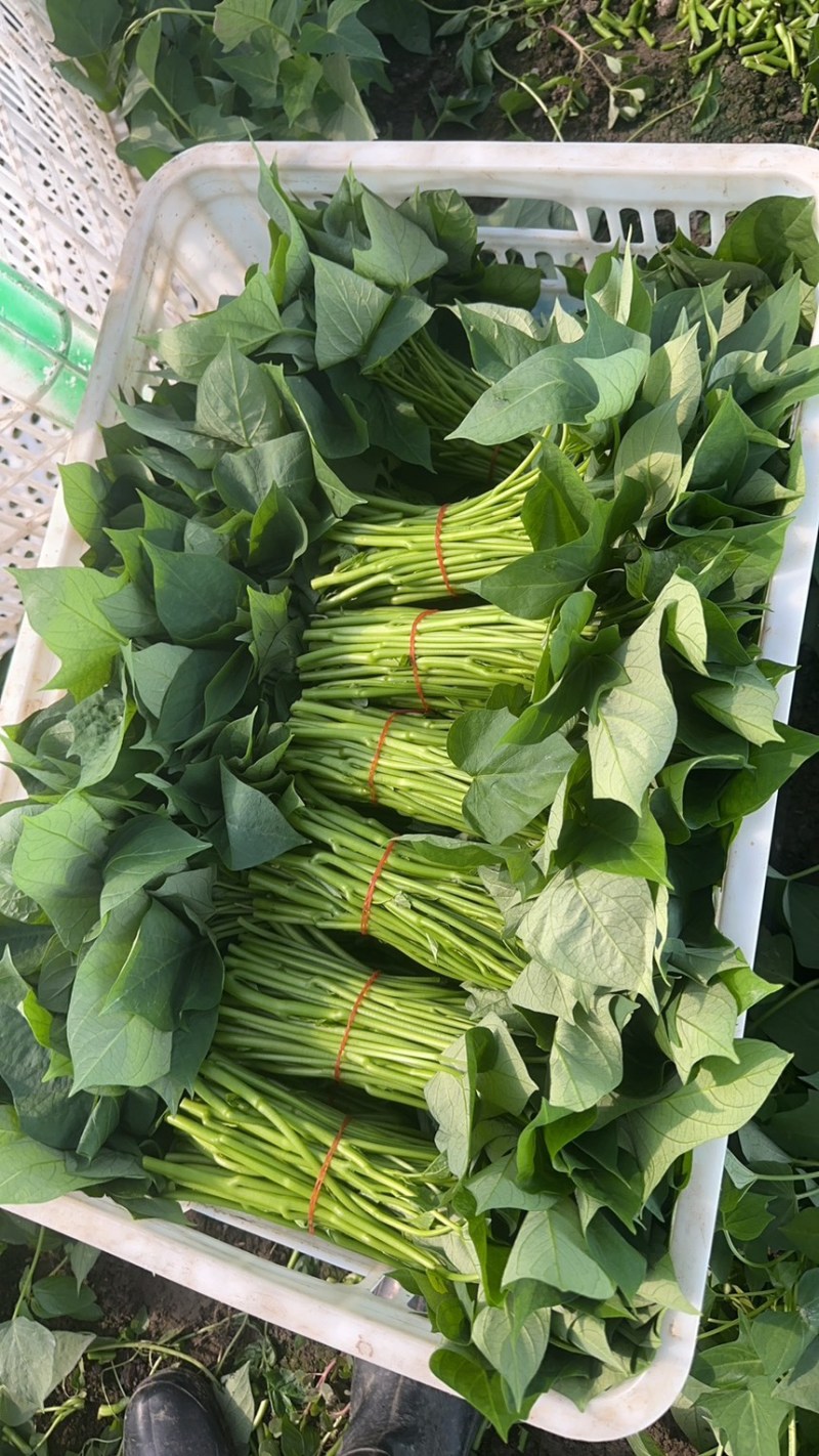 番薯叶精品