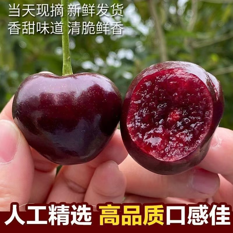 【美早樱桃】山东大樱桃新鲜上市果园直采车厘子全国发货
