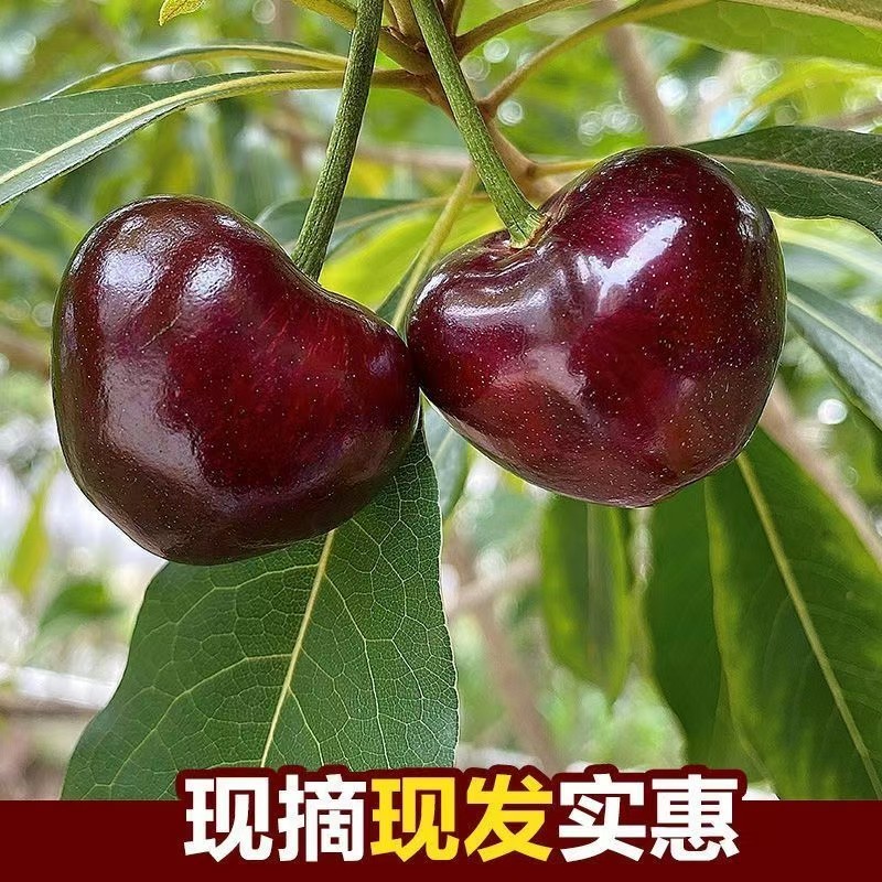 【美早樱桃】山东大樱桃新鲜上市果园直采车厘子全国发货