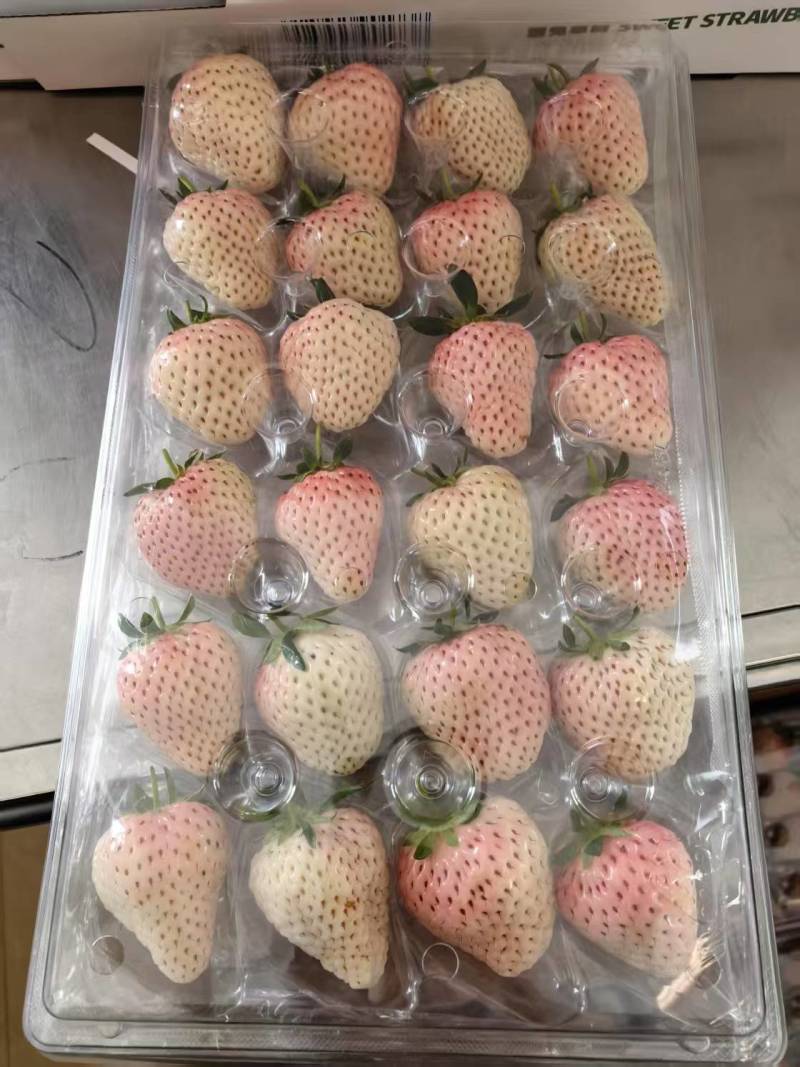 【草莓】精品山东草莓一手货源对接市场电商超市