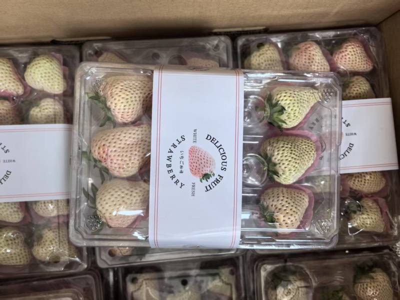 【草莓】精品山东草莓一手货源对接市场电商超市