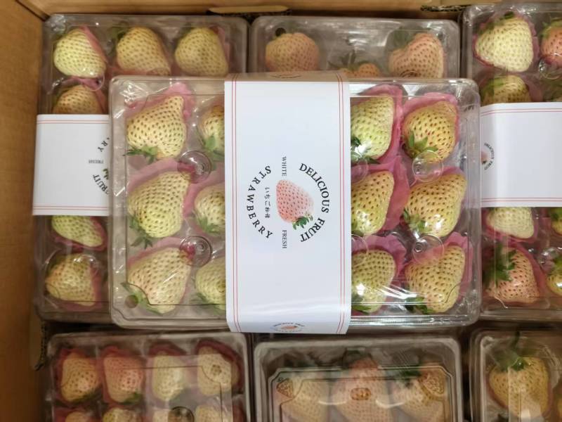 【草莓】精品山东草莓一手货源对接市场电商超市