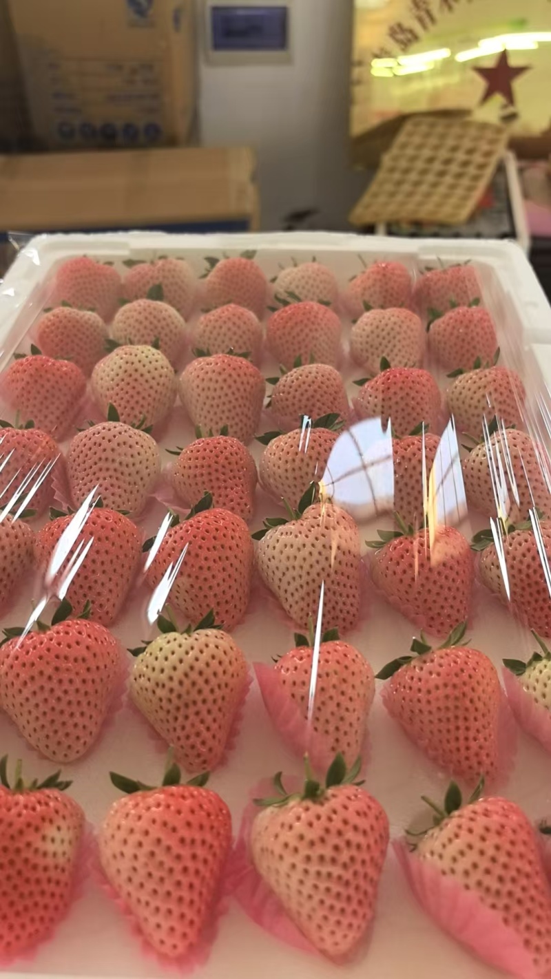 【草莓】精品山东草莓一手货源对接市场电商超市