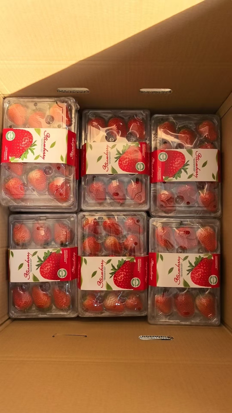 【草莓】精品山东草莓一手货源对接市场电商超市