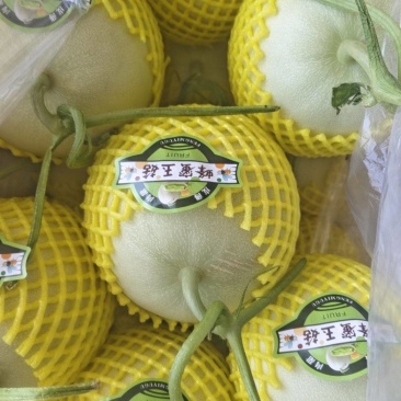 玉菇甜瓜，大量供应玉菇甜瓜，对接市场电商平台支持一件代发